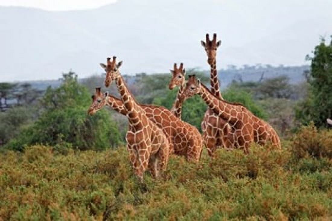 Reticulated Giraffes Samburu National Reserve Kenya Canvas Art - Adam Jones DanitaDelimont (35 x 23)