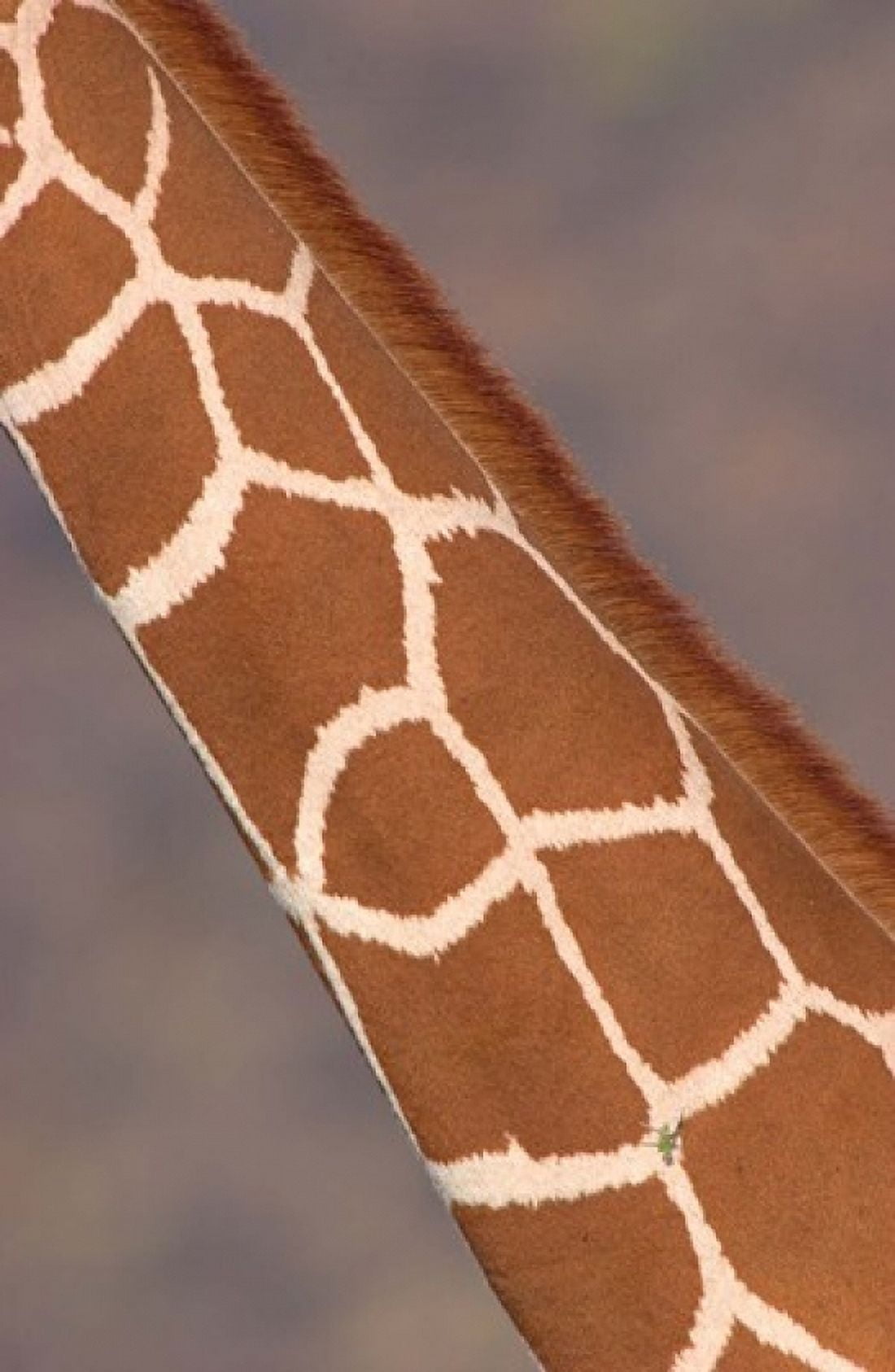 Reticulated giraffe (Giraffa camelopardalis reticulata) neck Samburu National Park Rift Valley Province Kenya Canvas Art - Panoramic Images (24 x 36)