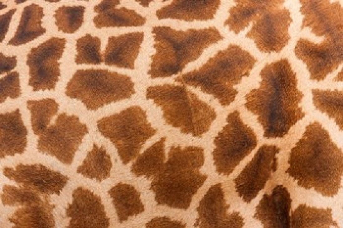 Reticulated giraffe Luangwa Valley Zambia Canvas Art - Art Wolfe DanitaDelimont (24 x 15)