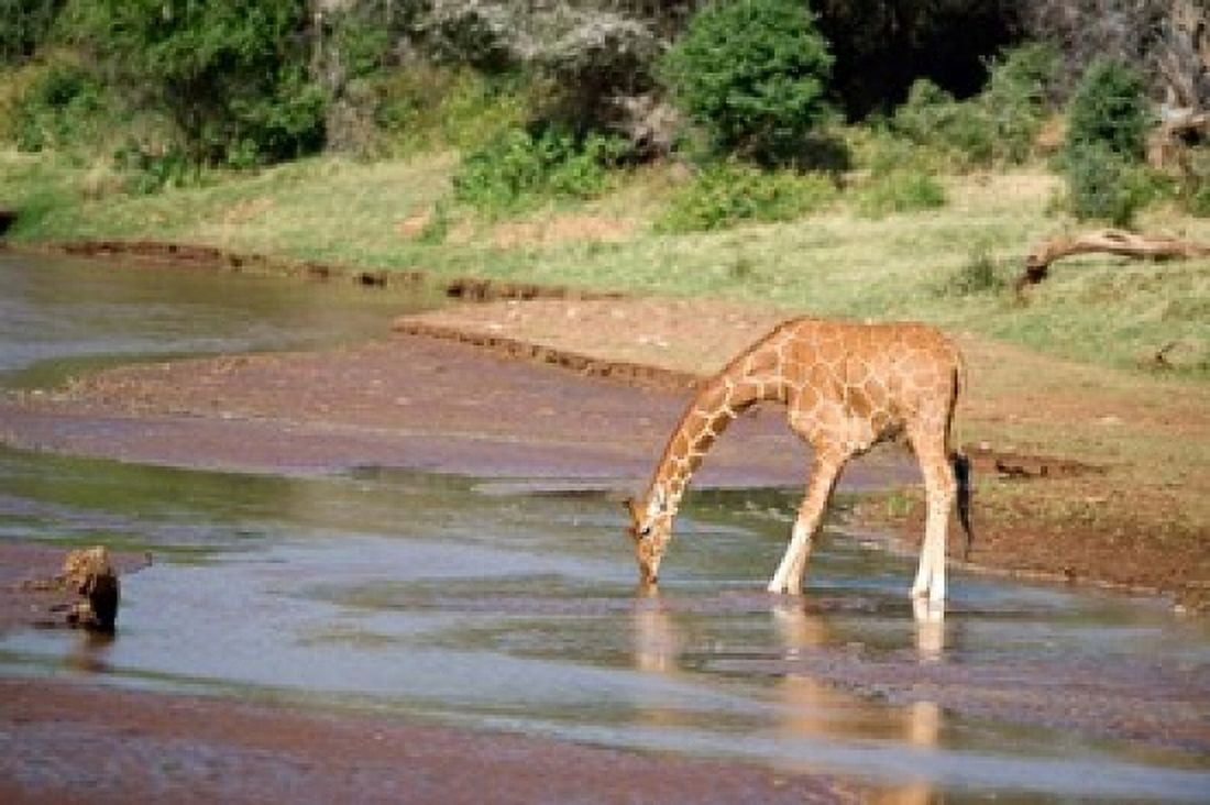 Reticulated giraffe drinking water at a river Samburu National Park Rift Valley Province Kenya Canvas Art - Panoramic Images (36 x 24)