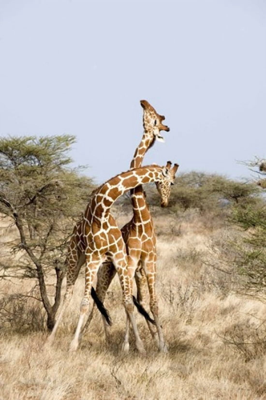 Reticulated giraffes (Giraffa camelopardalis reticulata) necking in a field Samburu National Park Rift Valley Province Kenya Canvas Art - Panoramic Images (16 x 24)