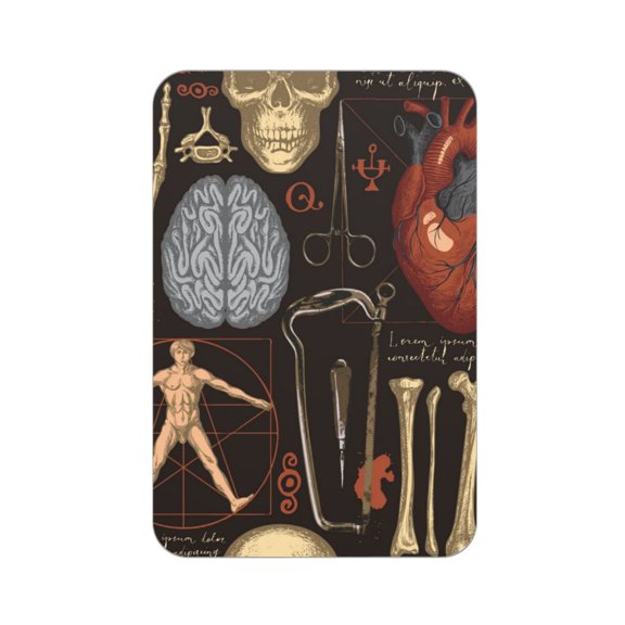 Retro Bones Organs Skull Acrylic Fridge Magnets Decorative Refrigerator Magnets for Kitchen Office Whiteboard Locker