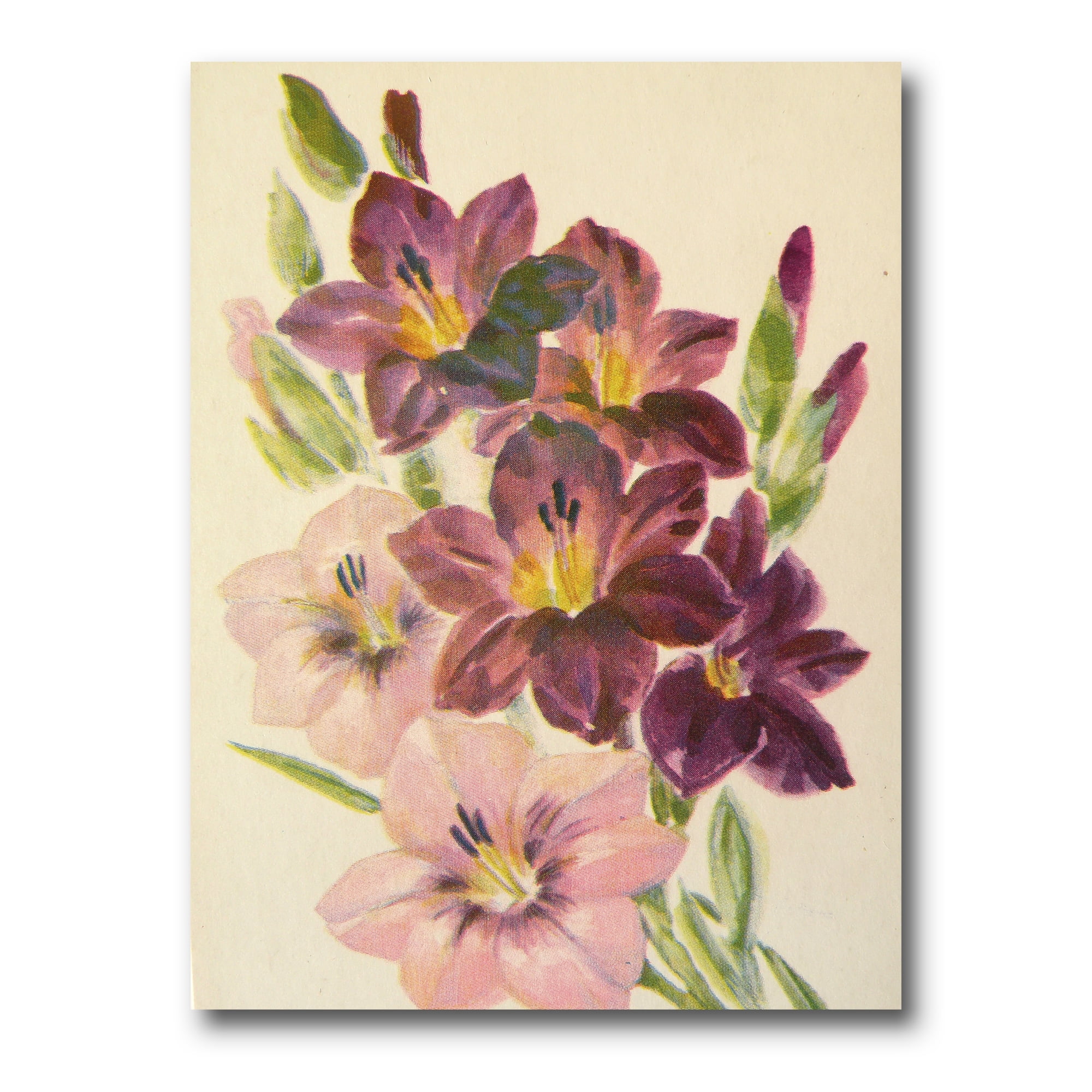 Retro Dark and Light Pink Gladiolus 24 in x 32 in Painting Canvas Art Print, by Designart