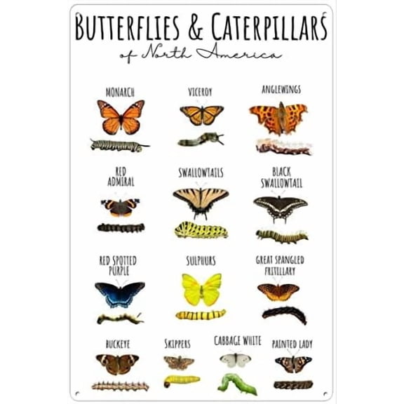 Retro Metal Tin Sign 8 X 12 Inches 4 Sizes Butterflies Caterpillars North America Chart Insect Poster Educational Classroom Nature Decor Identification Butterfly Stem Print Rustic Decor