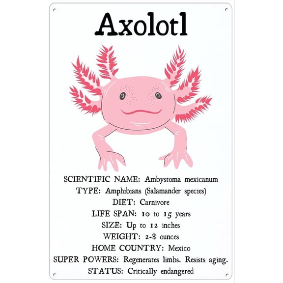 Retro Metal Tin Sign 8 X 12 Inches Axolotl Facts Print Educational Classroom Poster Nature Wall Decor Salamander Aquatic Species Chart Science Stem Digital Print Rustic Home Decor Funny Room Decor