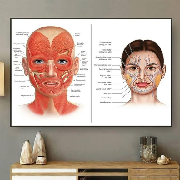 Retro Metal Tin Sign 8 X 12 Inches Face Anatomy Poster Facial Muscles and Veins Esthetician Art Plastic Surgeon Art Massage Therapist Botox Poster Cosmetic Injector Art Rustic Home Decor