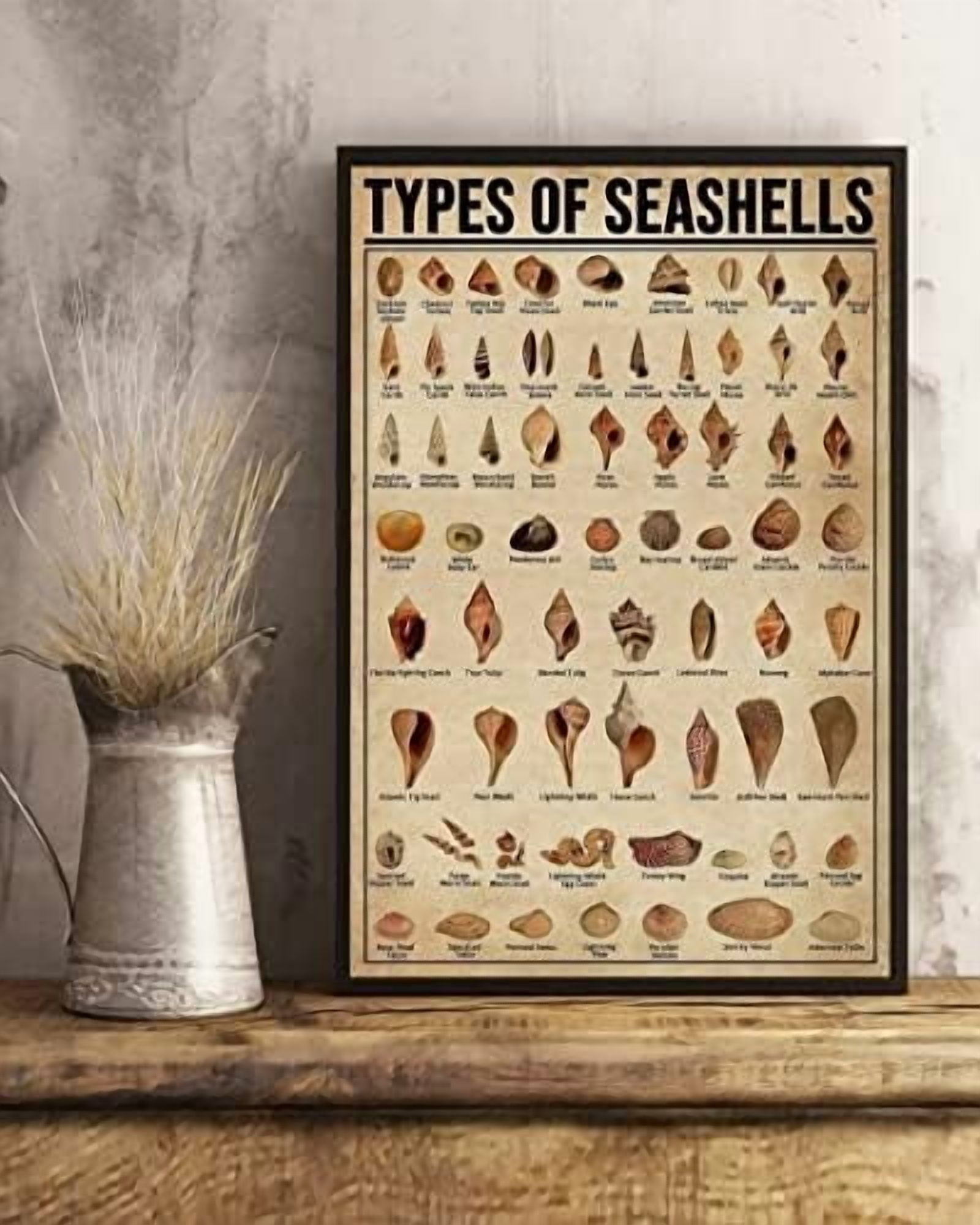 She Shell Types Retro Metal Tin Sign 8 X 12 Inches Types of Seashells Poster Seashell ...