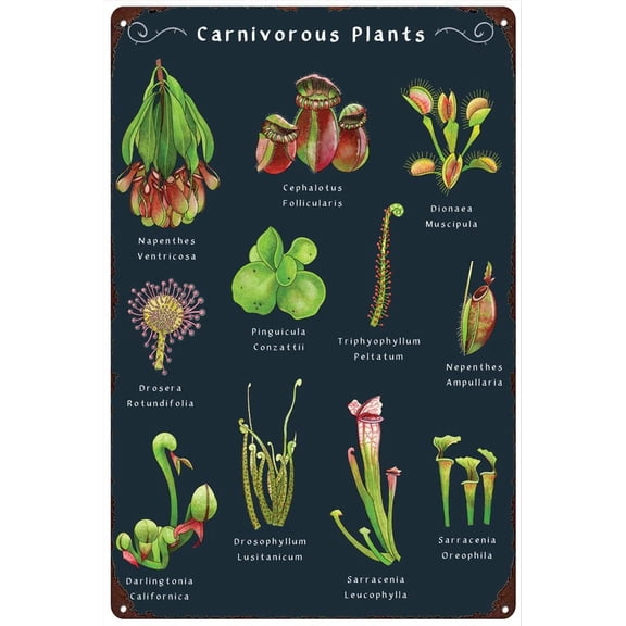 Retro Metal Tin Sign Carnivorous Plants Poster 8 x 12 Inch Botanical Wall Art Vintage Insect Eating Plant Decor