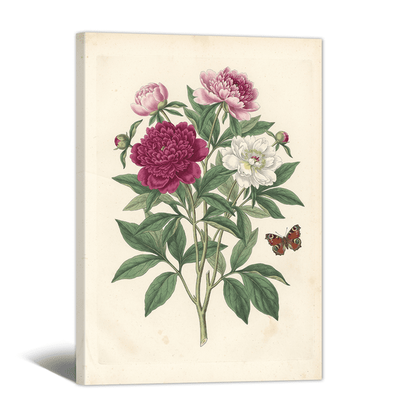 Retro Peony Flowers Canvas Wall Art Botanical Floral Picture Print, Vintage Rustic Artwork Natural Painting for Bathroom, Home, Living room Decor