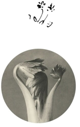 Returning Sweetness (Eversines) - Longevity Eyebrow - Music & Performance - Vinyl