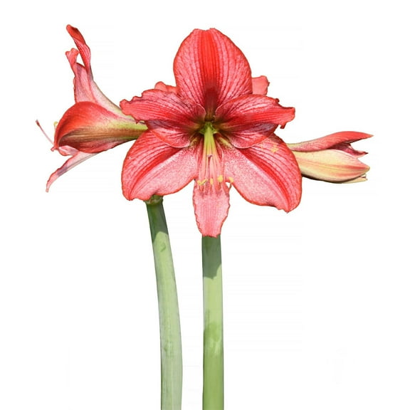 Revelation Amaryllis - 28-32 cm bulb