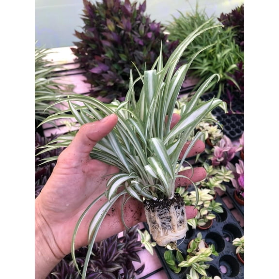 Reverse Variegated Spider Plant ~ 2 Reverse Airplane Plant ~ Live Starter Plugs