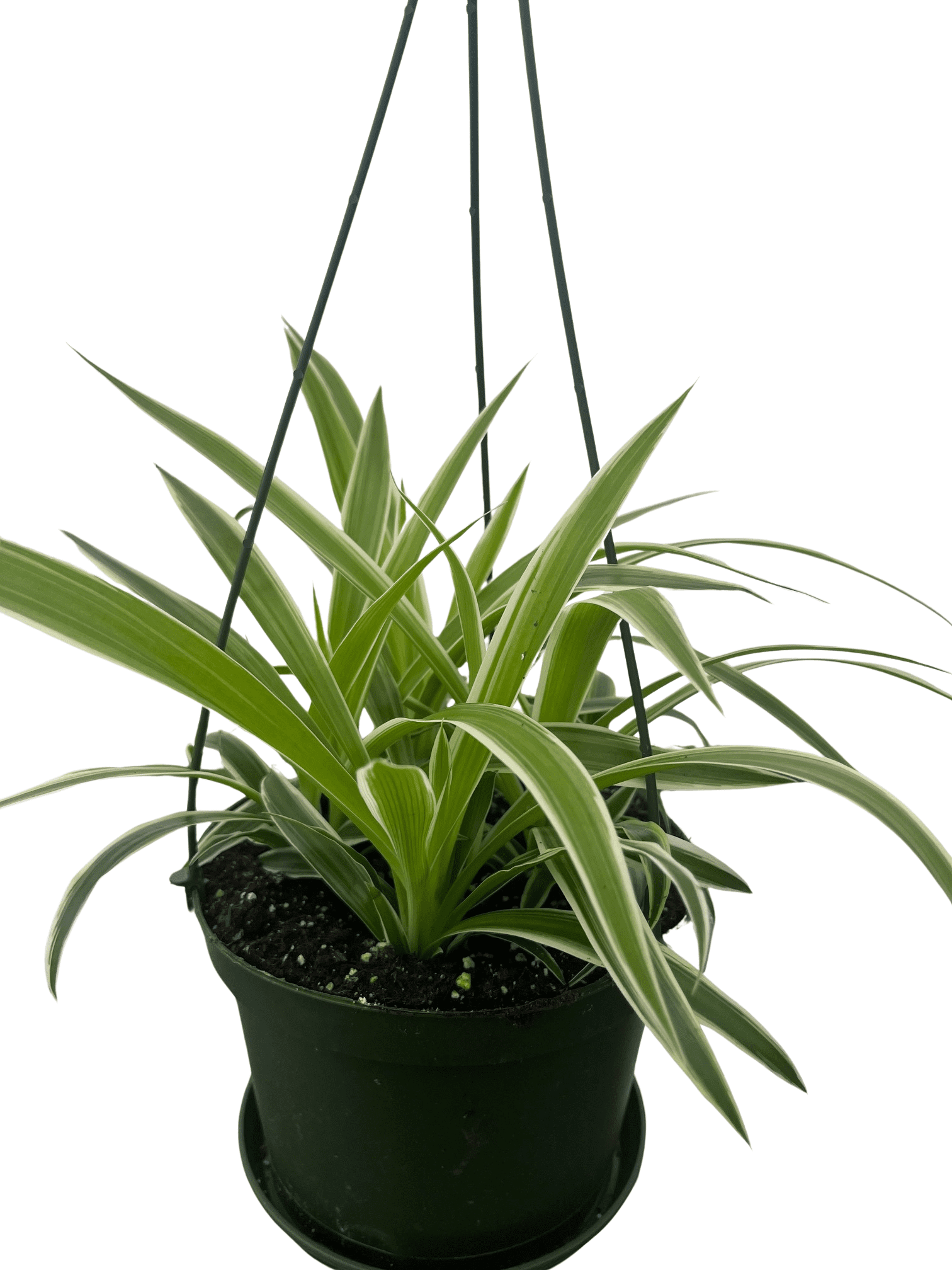 Hirt's Gardens Spider Plants in Indoor Plants - Walmart.com