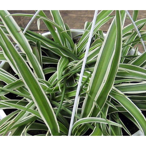Reverse Variegated Spider Plant - Cleans the Air - 2.5" pot