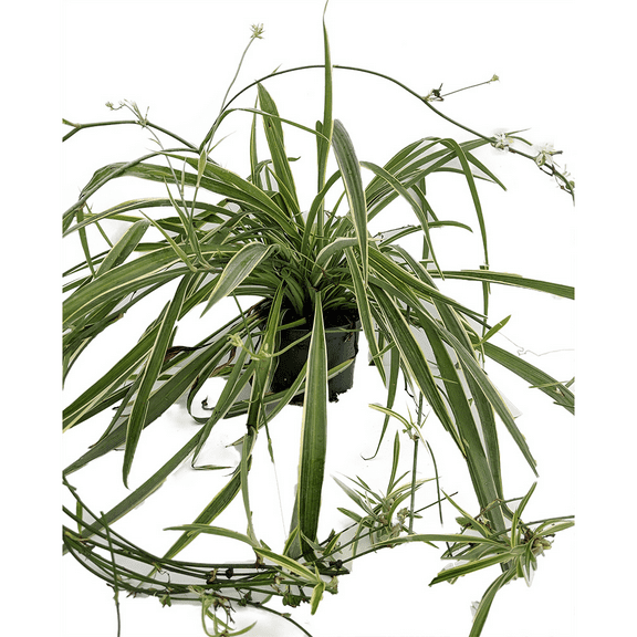 Reverse Variegated Spider Plant - Cleans the Air- 3.5" Pot