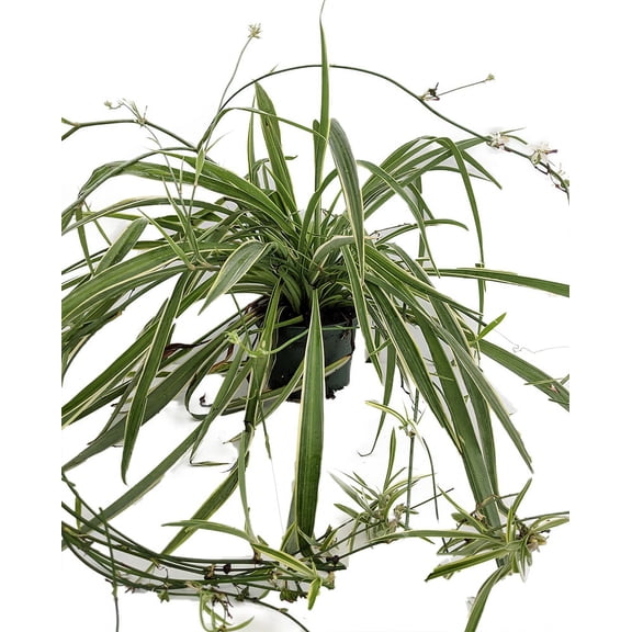 Reverse Variegated Spider Plant - Cleans the Air - 4" pot