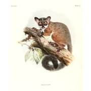 Review of the Primates 1913 Bioko Allens Bushbaby Canvas Art - Joseph Wolf 18 x 24