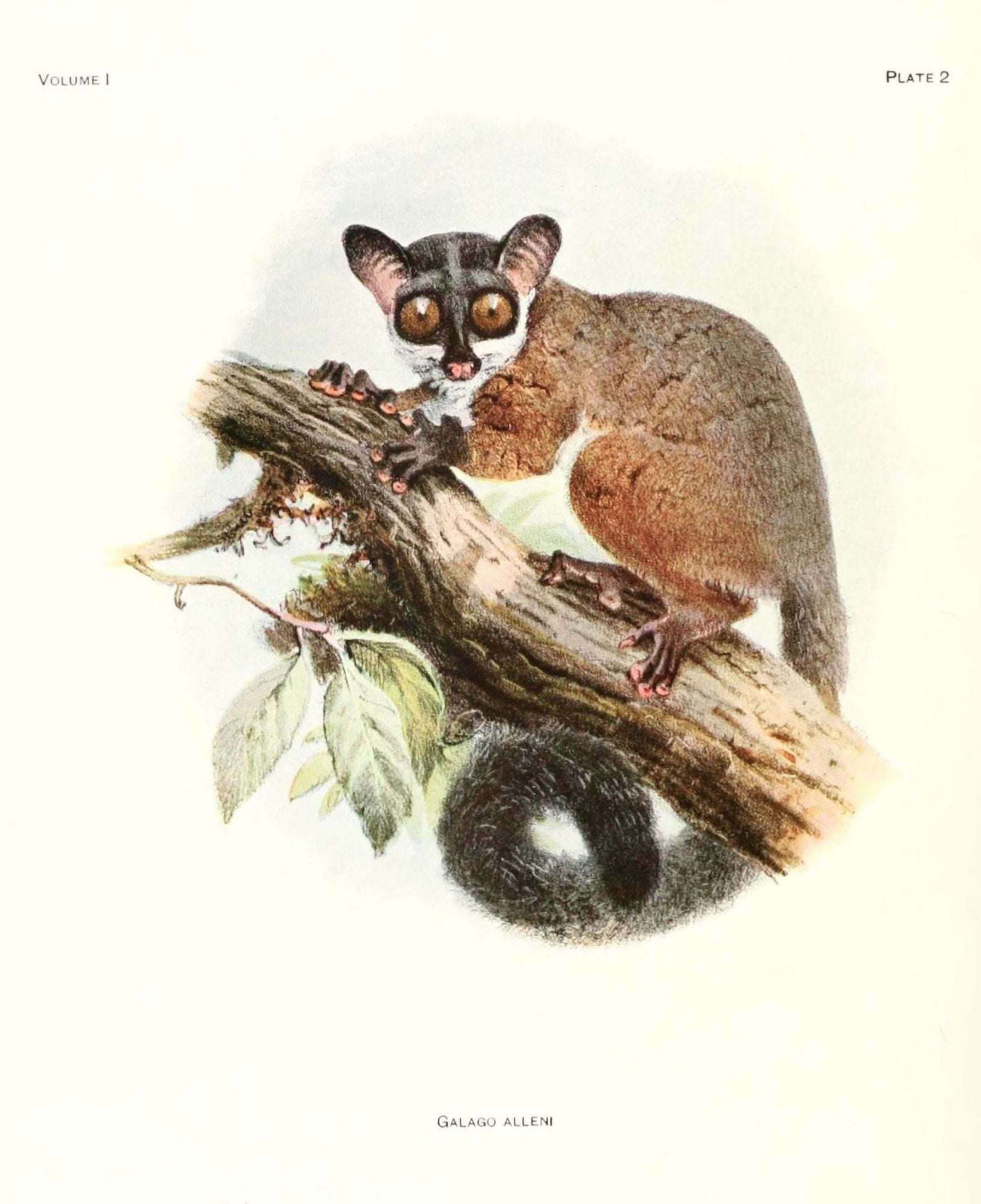 Review of the Primates 1913 Bioko Allens Bushbaby Canvas Art - Joseph Wolf (24 x 36)