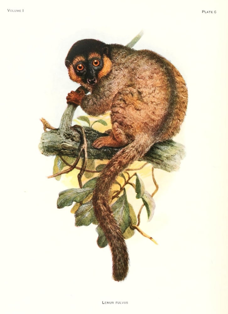 Review of the Primates 1913 Common Brown Lemur Canvas Art - Joseph Wolf (18 x 24)
