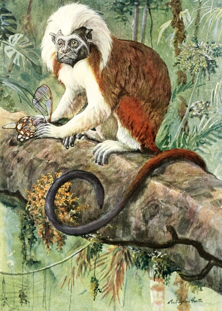 Review of the Primates 1913 Cotton-top Tamarin Canvas Art - LA Fuertes (24 x 36)