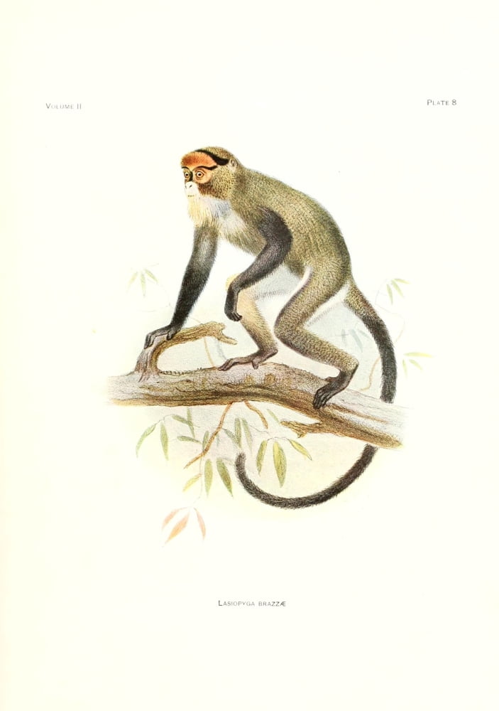 Review of the Primates 1913 De Brazzas Monkey Canvas Art - Joseph Wolf (24 x 36)