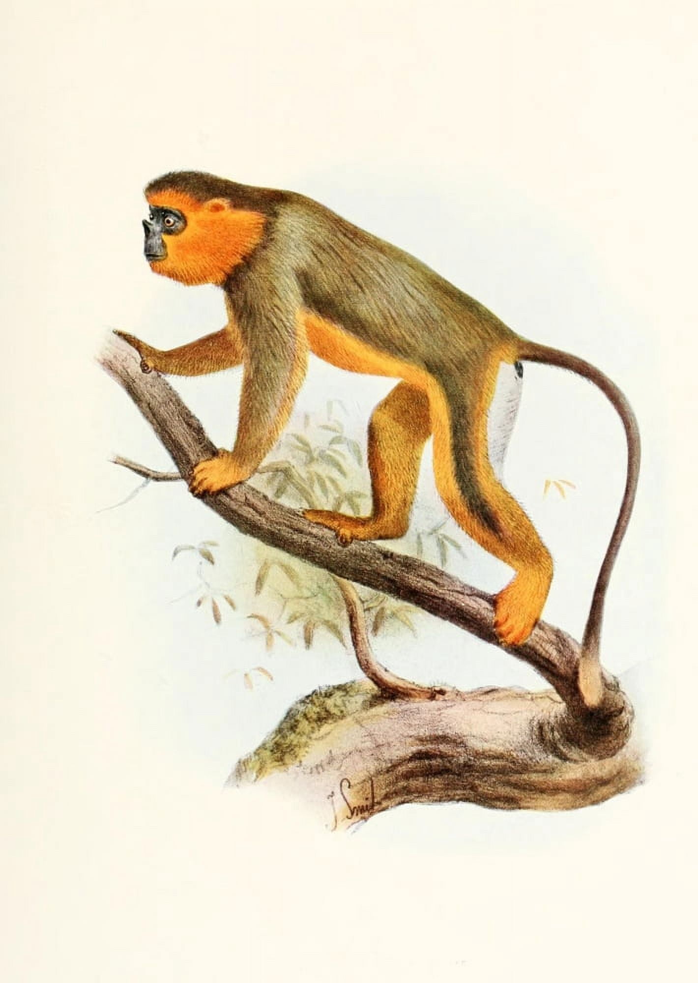 Review of the Primates 1913 Golden Snub-nosed Monkey Canvas Art - Joseph Smit (24 x 36)