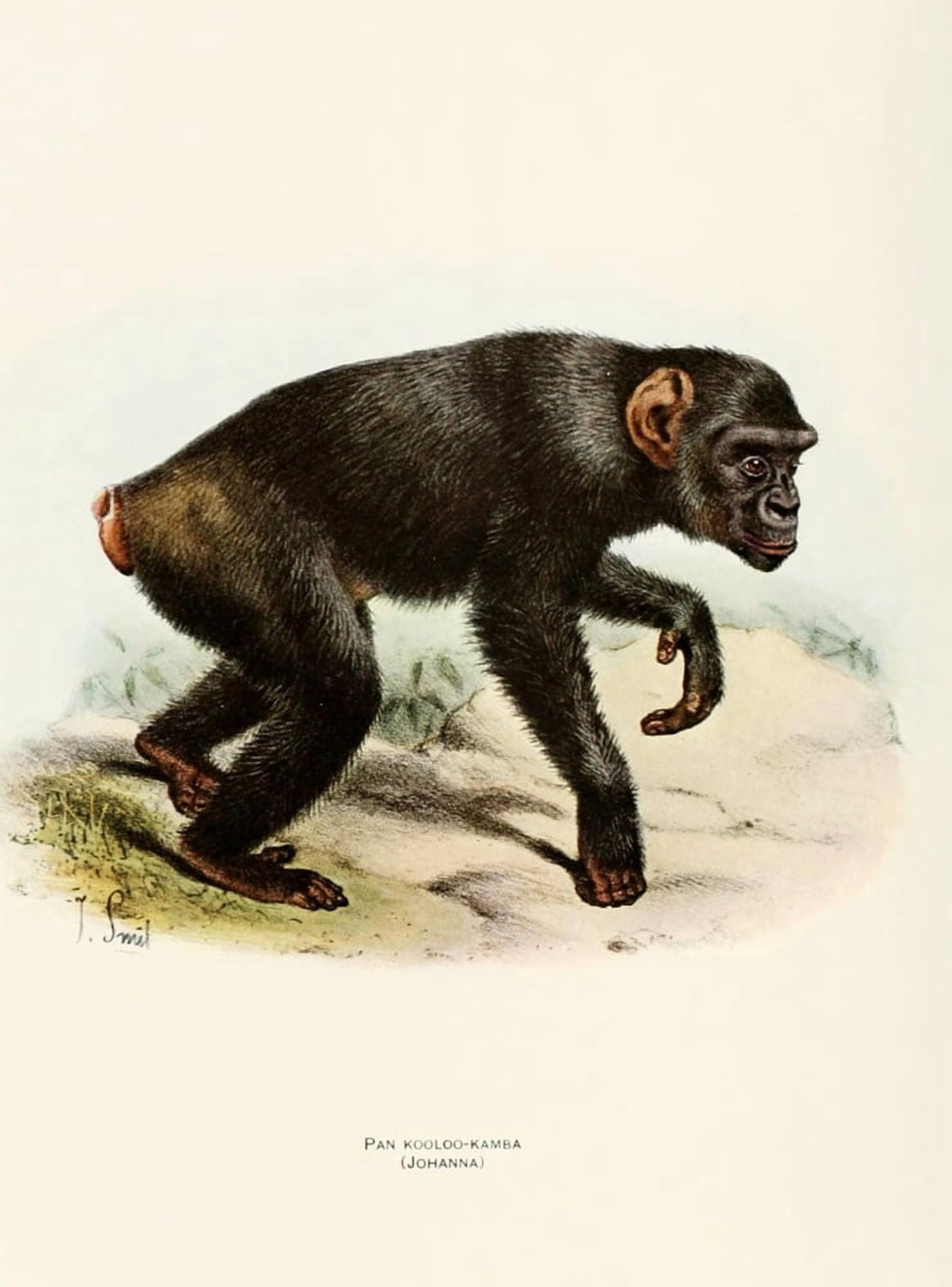 Review of the Primates 1913 Kooloo Kamba Canvas Art - Joseph Smit (18 x 24)