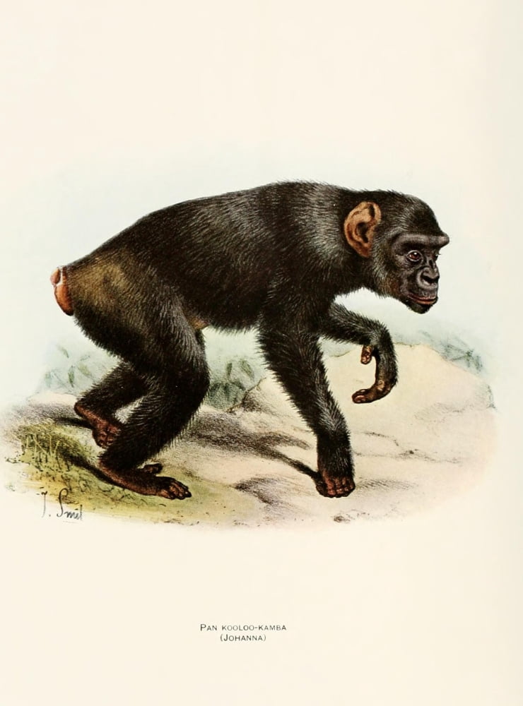 Review of the Primates 1913 Kooloo Kamba Canvas Art - Joseph Smit (24 x 36)