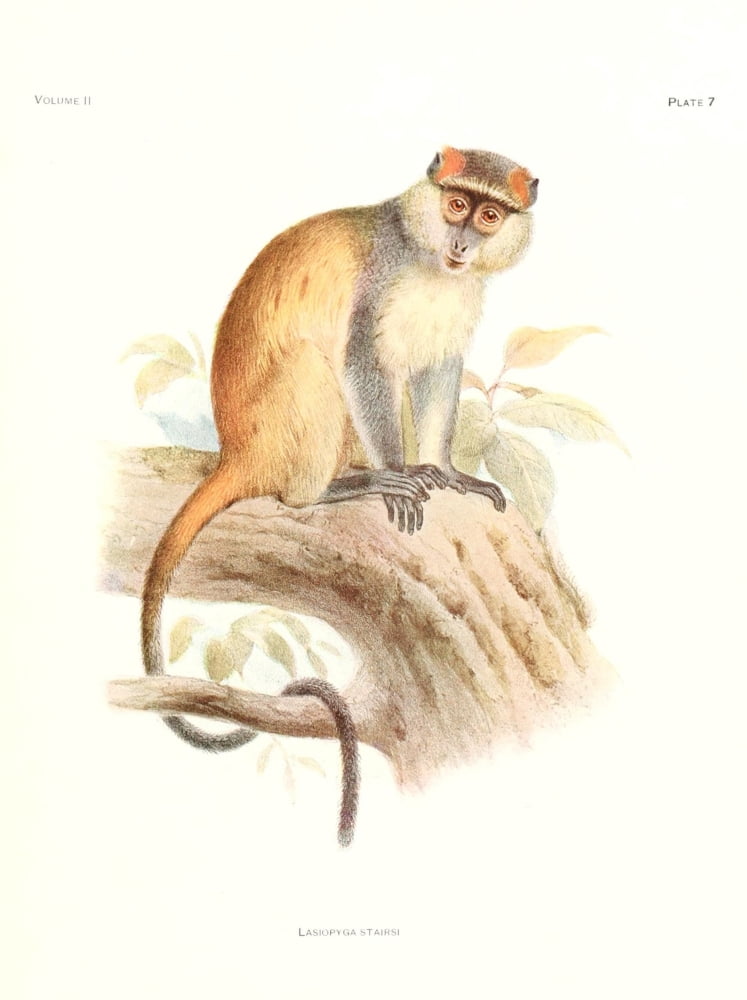 Review of the Primates 1913 Lasiopyga Stairsi Canvas Art - Joseph Wolf (18 x 24)