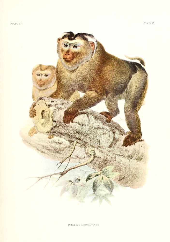 Review of the Primates 1913 Macaque Canvas Art - Joseph Wolf (24 x 36)