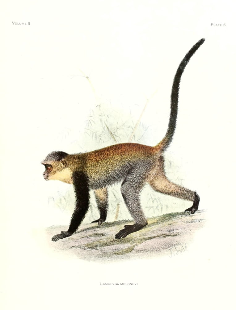 Review of the Primates 1913 Maloneys Monkey Canvas Art - Joseph Wolf (24 x 36)