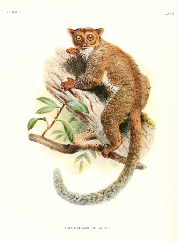 Review of the Primates 1913 Needle-clawed Bushbaby Canvas Art - Joseph Wolf (18 x 24)