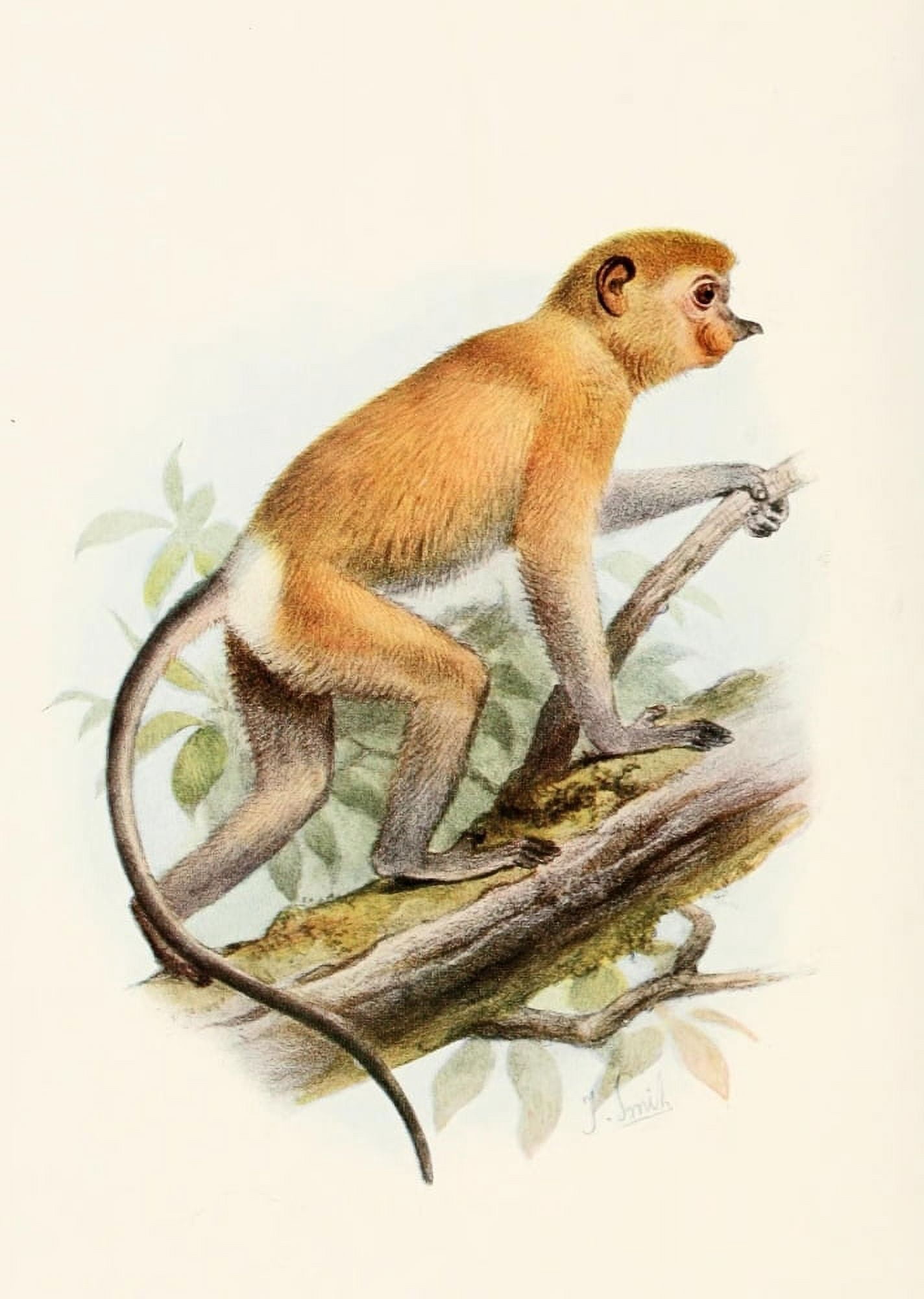 Review of the Primates 1913 Probiscus Monkey Canvas Art - Joseph Smit (24 x 36)