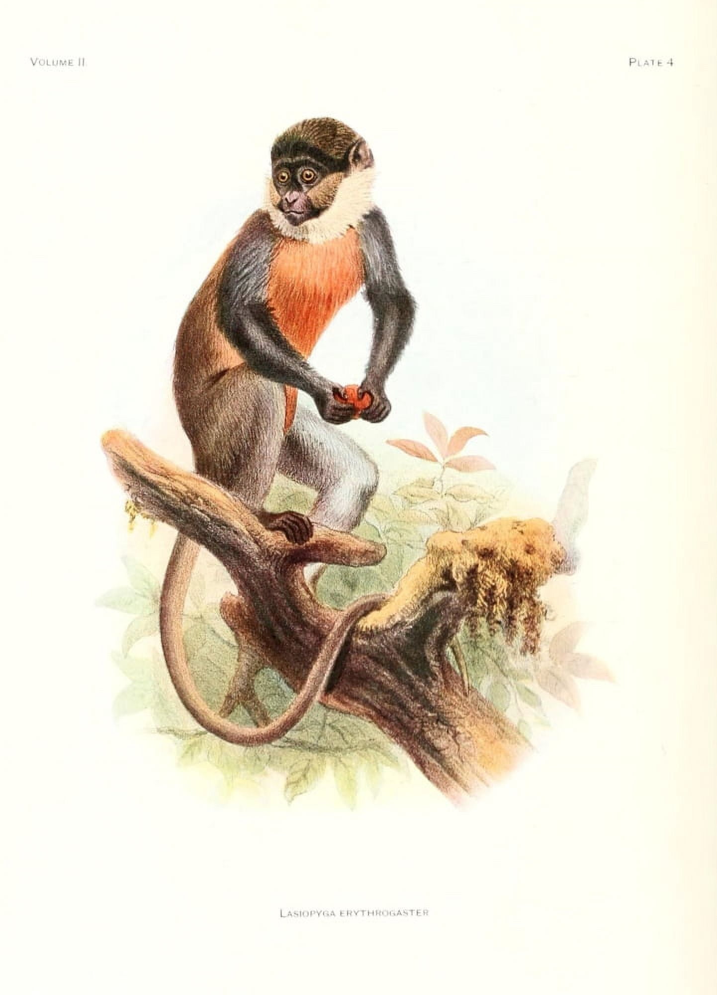 Review of the Primates 1913 Red-bellied Monkey Canvas Art - Joseph Wolf (18 x 24)
