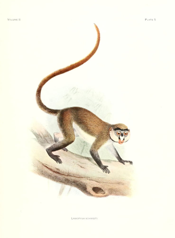 Review of the Primates 1913 Schmidts Red-tailed Monkey Canvas Art - Joseph Wolf (24 x 36)