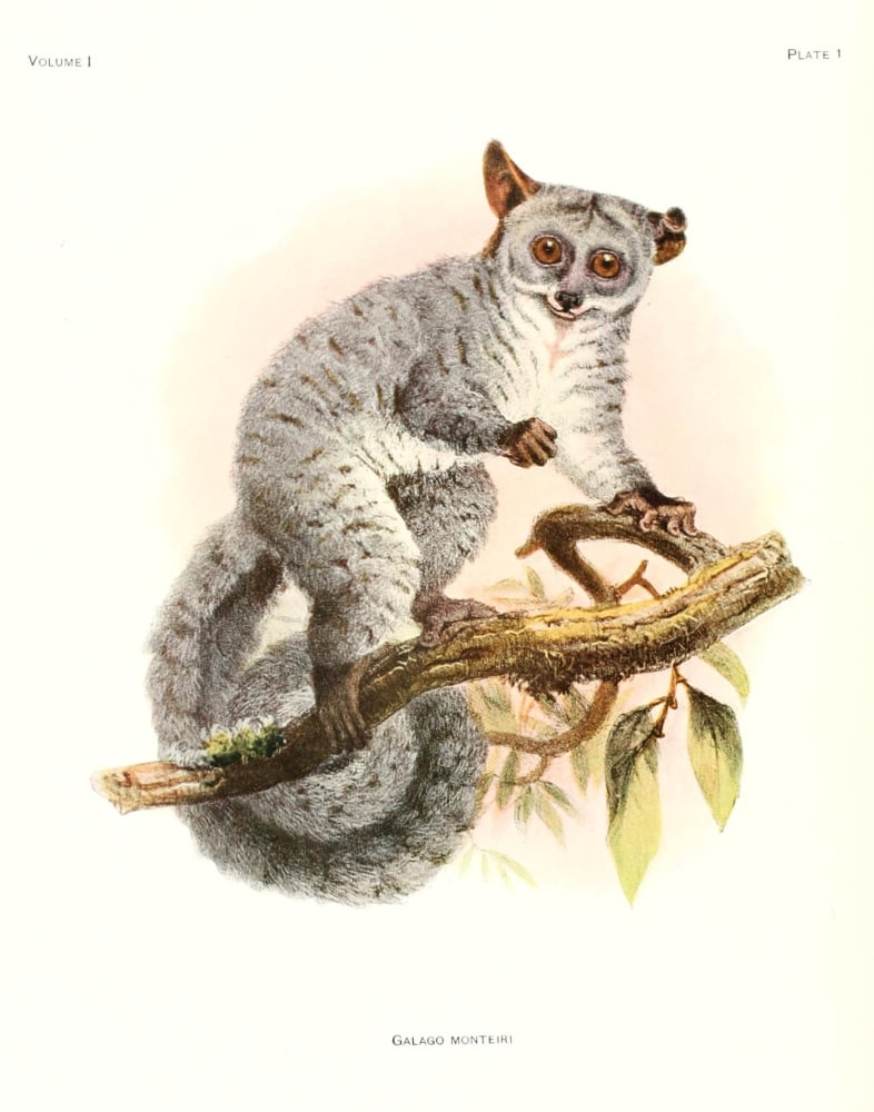 Review of the Primates 1913 Silvery Greater Bushbaby Canvas Art - Joseph Wolf (18 x 24)
