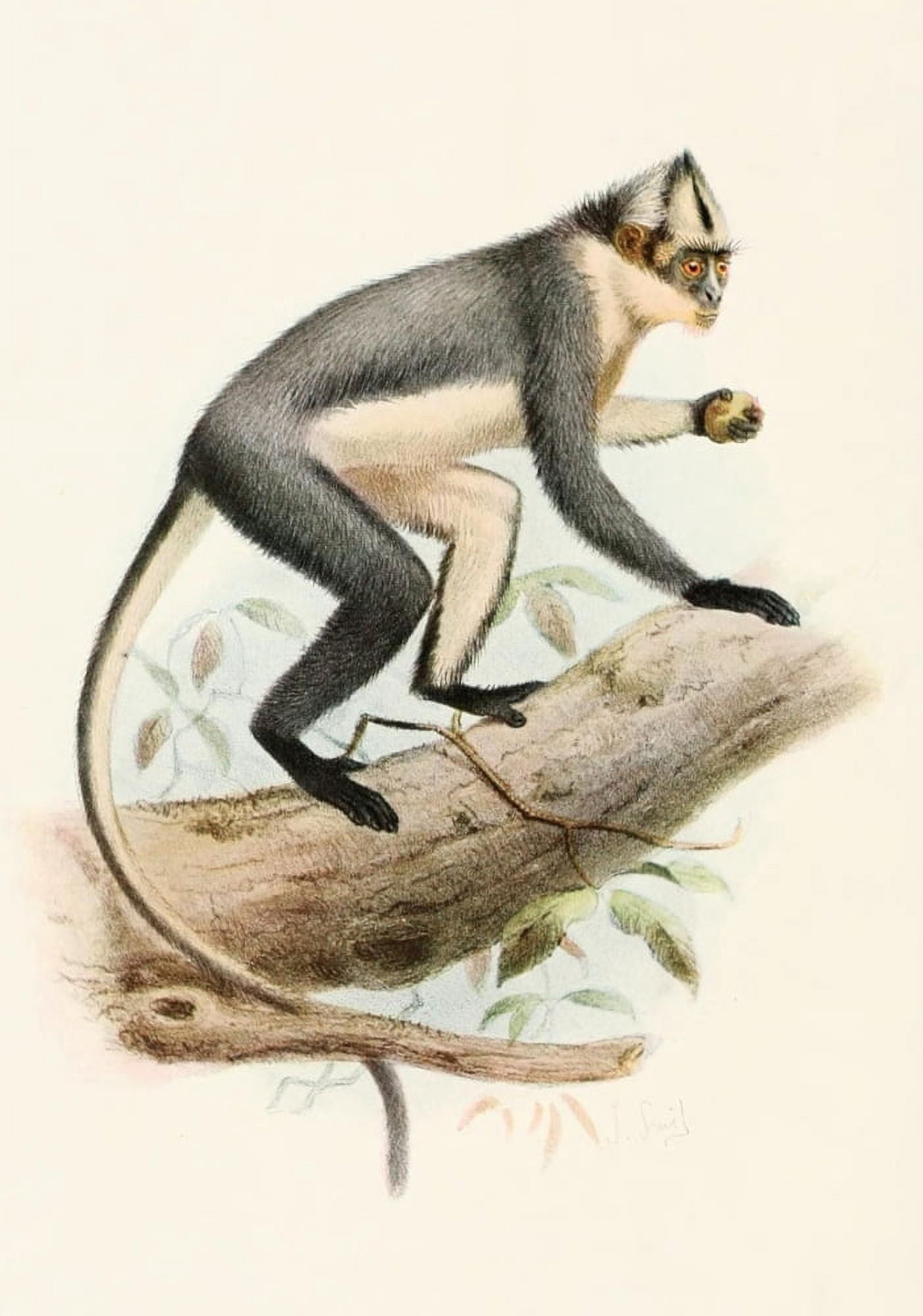 Review of the Primates 1913 Thomass Douc Canvas Art - Joseph Smit (24 x 36)
