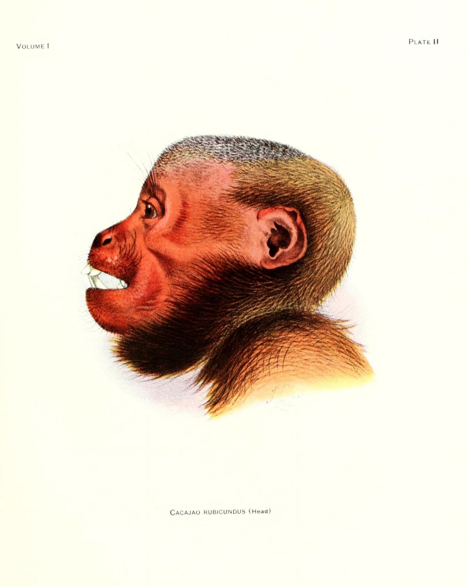 Review of the Primates 1913 Uakari head Canvas Art - Joseph Wolf (24 x 36)