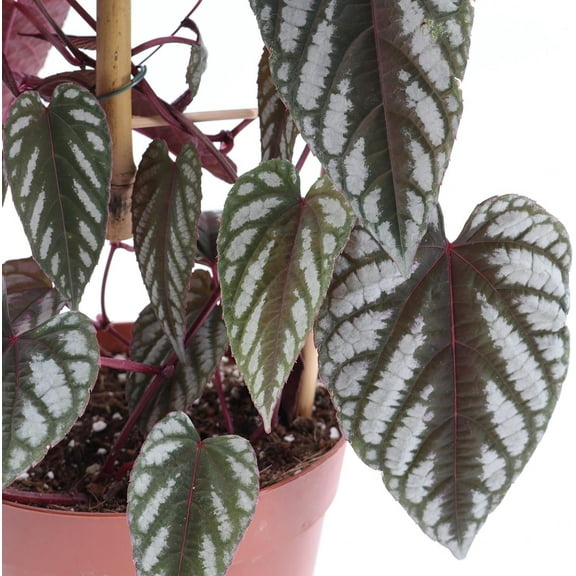 Rex Begonia Vine - 3 Live Starter Plants in 2 Inch Growers Pots - Cissus Discolor - Rare and Beautiful Vining Indoor Houseplant