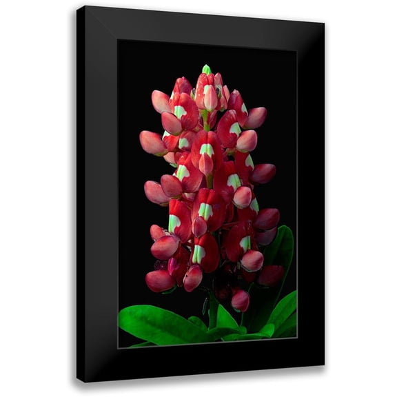 Reynolds, Richard 10x14 Black Modern Framed Museum Art Print Titled - Aggie Bluebonnet
