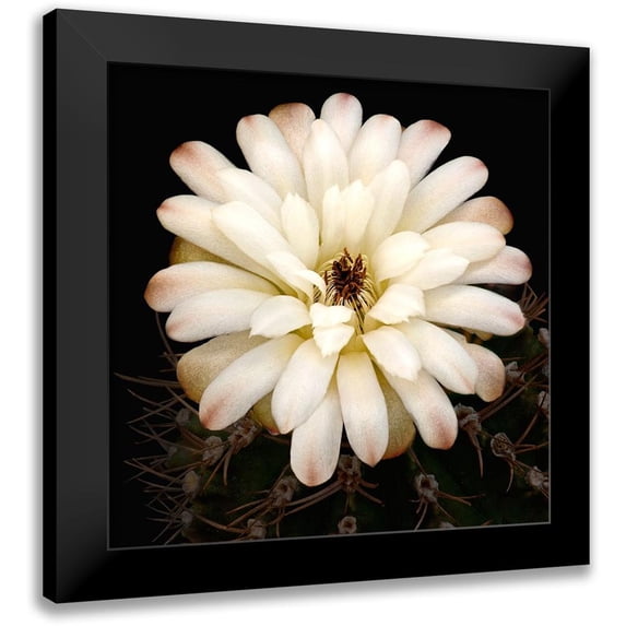 Reynolds, Richard 12x12 Black Modern Framed Museum Art Print Titled - Chin Cactus 1