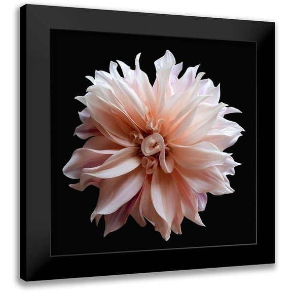 Reynolds, Richard 12x12 Black Modern Framed Museum Art Print Titled - Dahlia 5