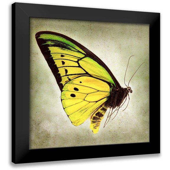 Reynolds, Richard 12x12 Black Modern Framed Museum Art Print Titled - Goliath Birdwing