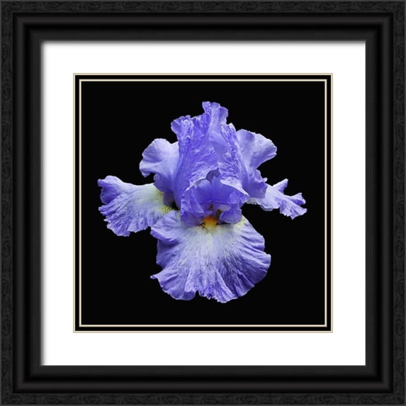 Reynolds, Richard 12x12 Black Ornate Wood Framed with Double Matting Museum Art Print Titled - Tall Bearded Iris 2