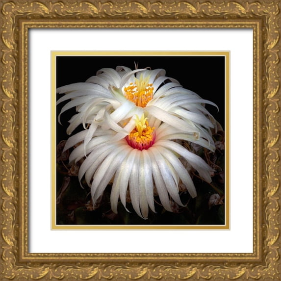 Reynolds, Richard 12x12 Gold Ornate Wood Framed with Double Matting Museum Art Print Titled - Artichoke Cactus