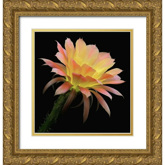 Reynolds, Richard 12x12 Gold Ornate Wood Framed with Double Matting Museum Art Print Titled - Echinopsis Cactus Napea