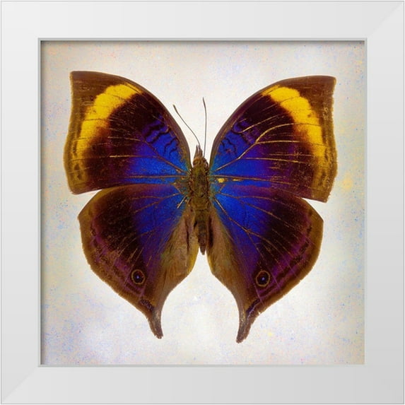 Reynolds, Richard 12x12 White Modern Wood Framed Museum Art Print Titled - Indian-Leaf Butterfly
