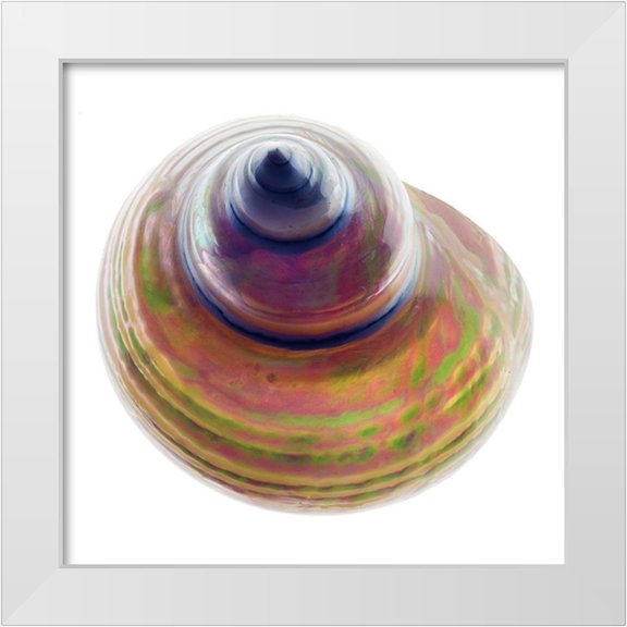 Reynolds, Richard 12x12 White Modern Wood Framed Museum Art Print Titled - Pearl Turban Shell 1