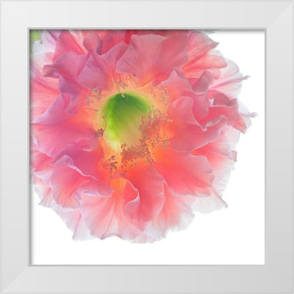 Reynolds, Richard 12x12 White Modern Wood Framed Museum Art Print Titled - Southern Belle