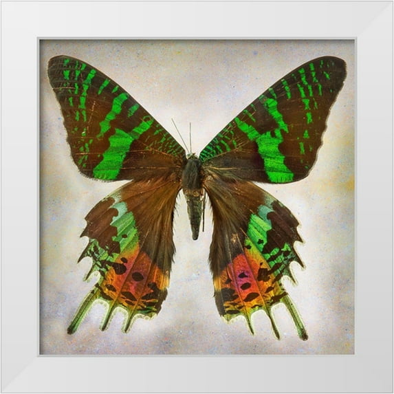 Reynolds, Richard 12x12 White Modern Wood Framed Museum Art Print Titled - Urania Riphens